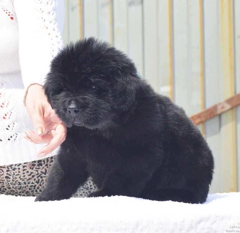 Фотография № 208572