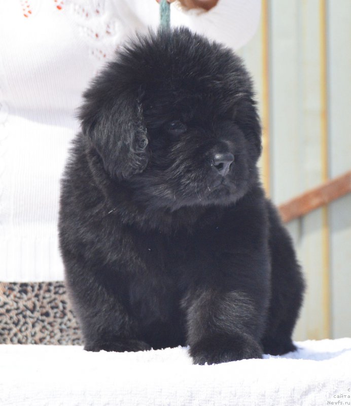 Фотография № 208573