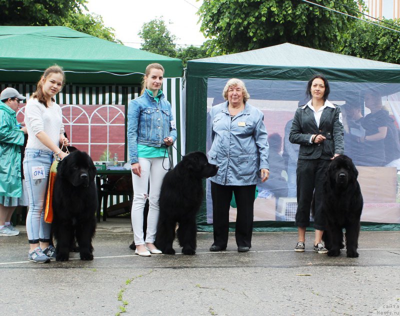 Фото: Мария Шмелева, ньюфаундленд Браунблад МСК Хелфи Бэст Армани (Brownblood MSK Helfi Best Armani), Элеонора Веселова, ньюфаундленд Старбимовлав Демофонт, Мария Грачева, ньюфаундленд Дакота