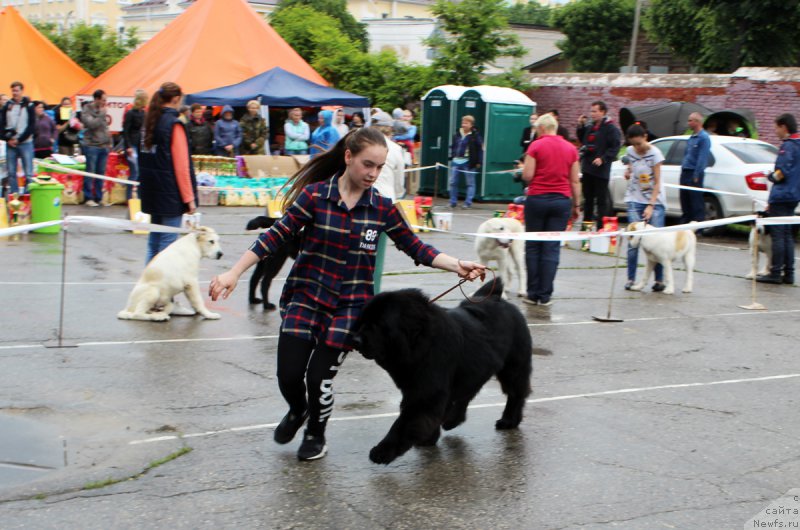 Фото: ньюфаундленд Калиостро Формула Любви