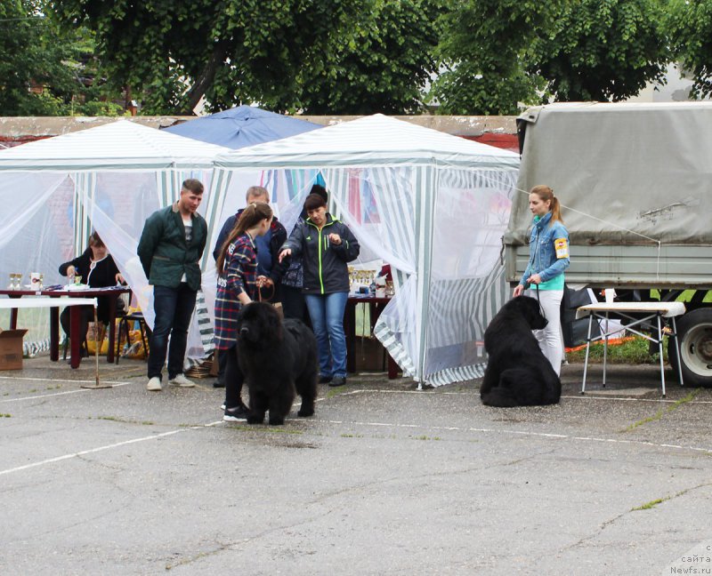 Фото: ньюфаундленд Калиостро Формула Любви