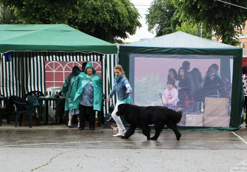 Фото: Элеонора Веселова, ньюфаундленд Старбимовлав Демофонт