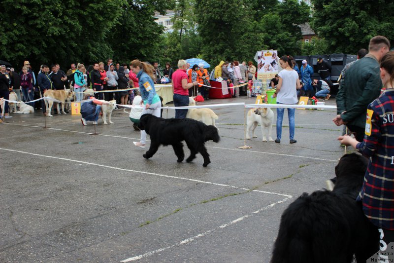 Фото: Элеонора Веселова, ньюфаундленд Старбимовлав Демофонт