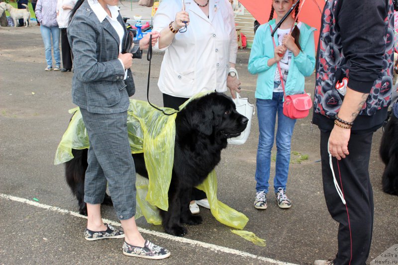 Фото: ньюфаундленд Дакота
