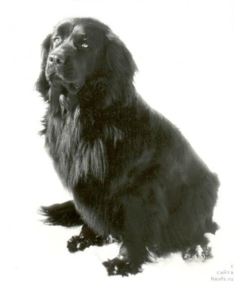 Фото: ньюфаундленд Рика Жанесс (Rika Zhaness)