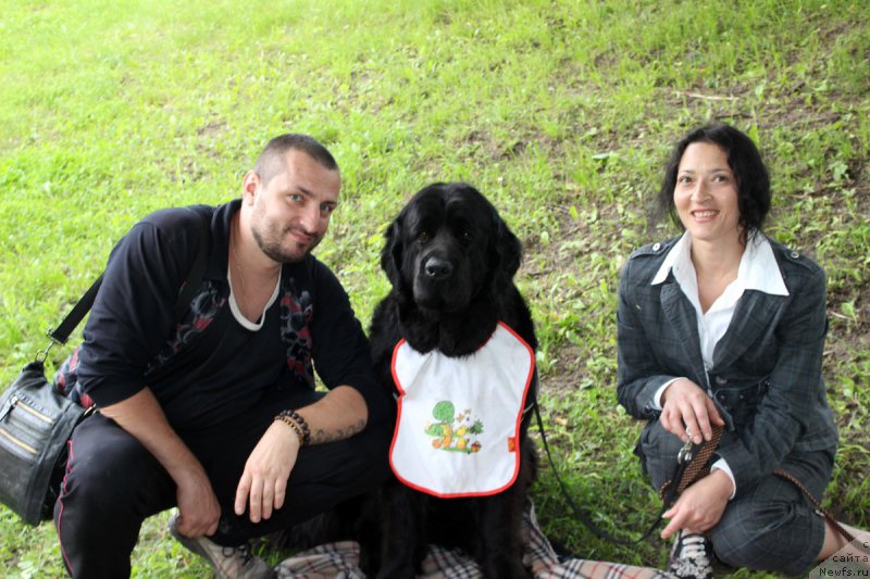 Фото: ньюфаундленд Дакота, Мария Грачева