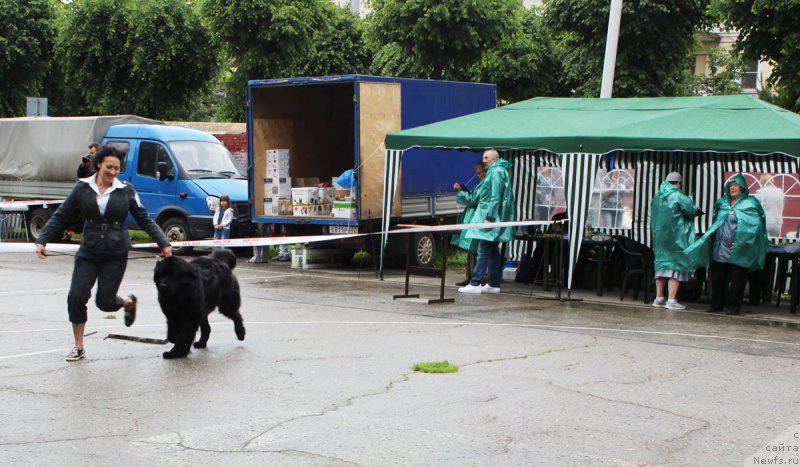 Фото: ньюфаундленд Дакота, Мария Грачева