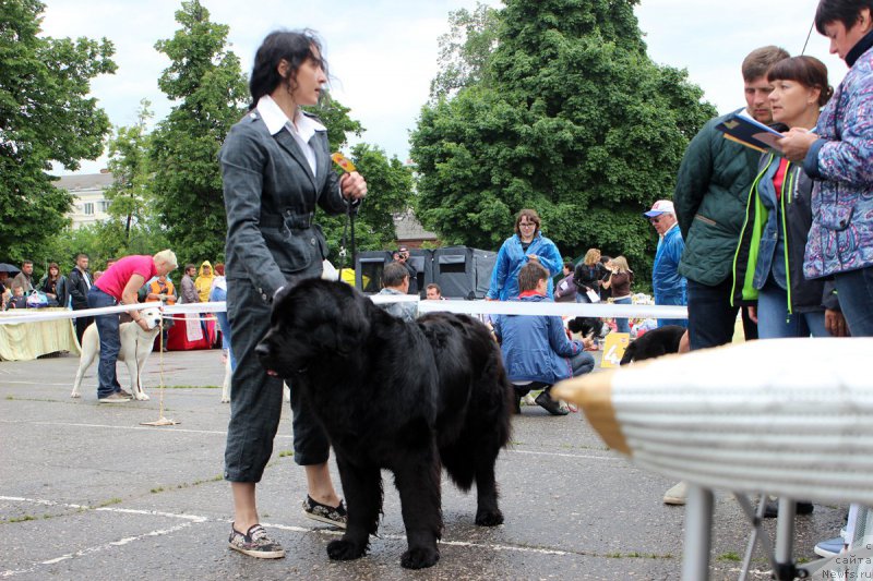 Фото: ньюфаундленд Дакота, Мария Грачева