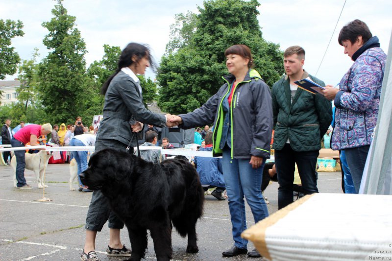 Фото: ньюфаундленд Дакота, Мария Грачева
