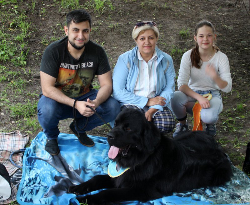 Фото: Владимир Хачатрян, ньюфаундленд Браунблад МСК Хелфи Бэст Армани (Brownblood MSK Helfi Best Armani), Мария Шмелева