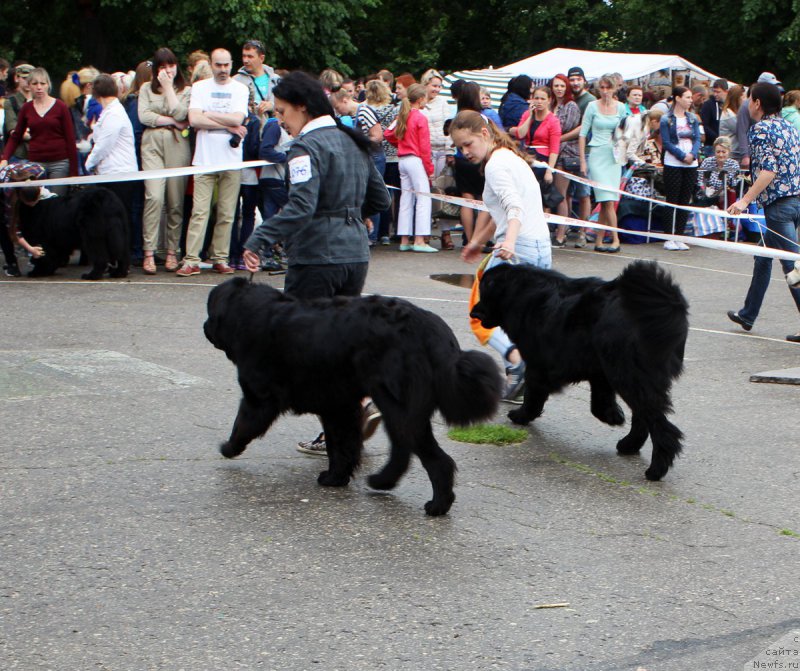 Фото: ньюфаундленд Дакота, Мария Грачева, ньюфаундленд Браунблад МСК Хелфи Бэст Армани (Brownblood MSK Helfi Best Armani), Мария Шмелева