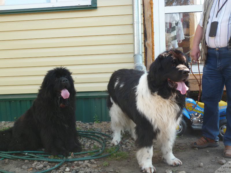 Фото: Камелита Асти [d10998] слева и кобель Маг Исполин Император, (d4532]