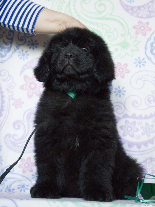 Фото: ньюфаундленд Сириус Большой Пес