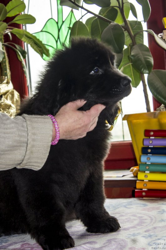 Фото: ньюфаундленд Сицилия Блэк Роуз