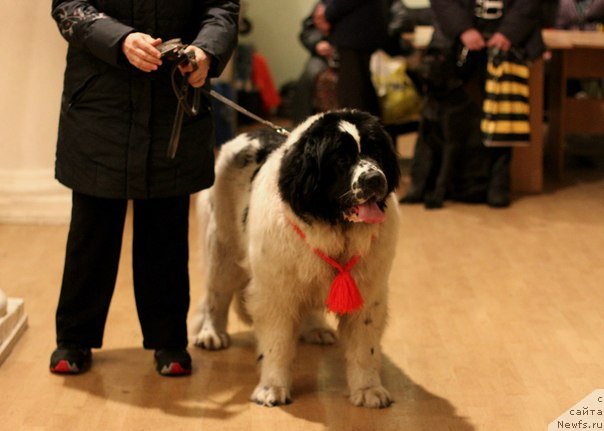 Фото: ньюфаундленд Маг Исполин Морская Жемчужина