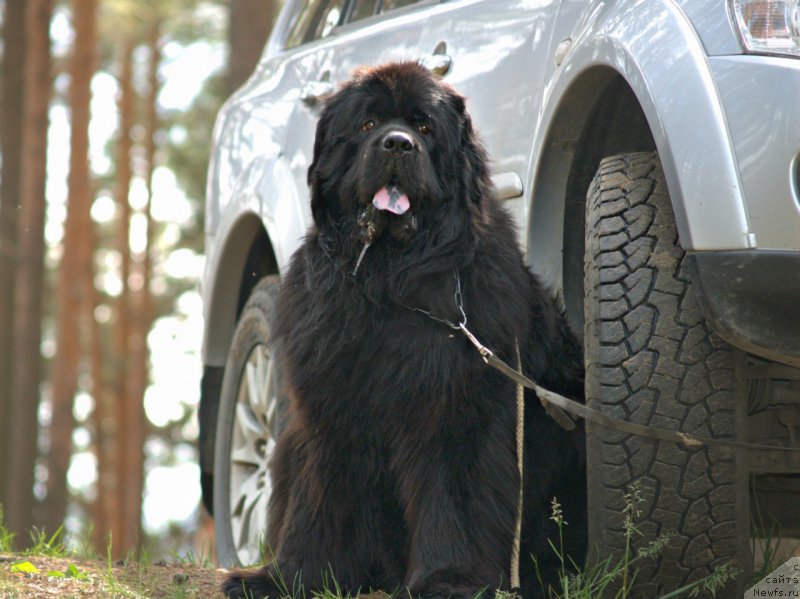 Фото: ньюфаундленд Блек Гениус Бриллиант
