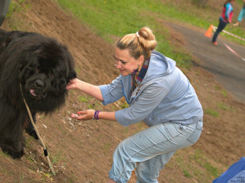 Фото: ньюфаундленд Блек Гениус Бриллиант