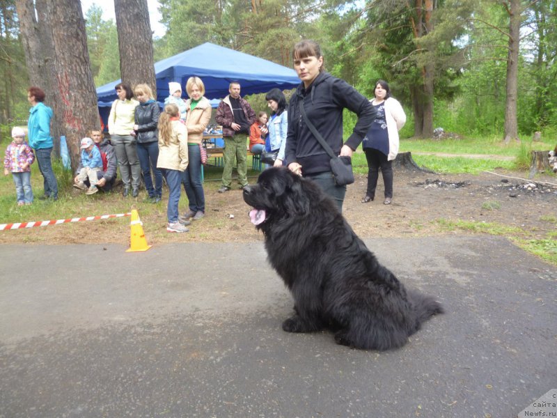 Фото: ньюфаундленд Блек Гениус Бриллиант