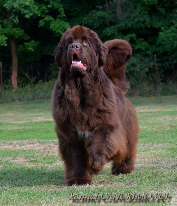 Фото: ньюфаундленд Newgraden Cancrimo Lady Dee