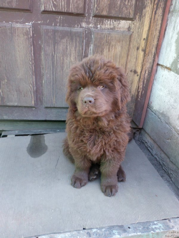 Фото: ньюфаундленд Браунблад МСК Бетани Эйс