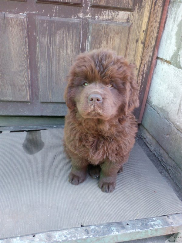 Фото: ньюфаундленд Браунблад МСК Бетани Эйс