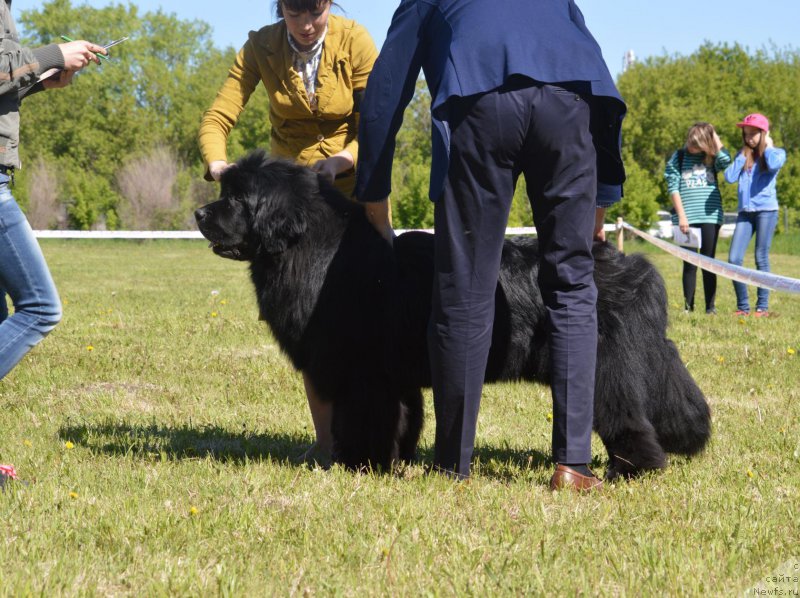 Фото: ньюфаундленд Супер Премиум Уильям Шекспир (Super Premium William Shakspear), Людмила Кудрявцева