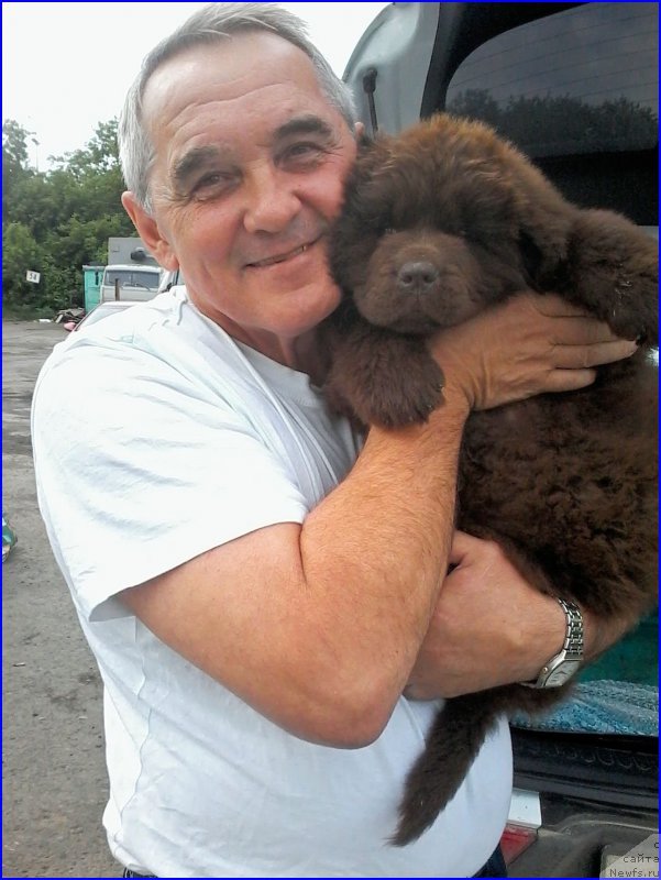 Фото: ньюфаундленд Браунблад МСК Бреннан Лоис