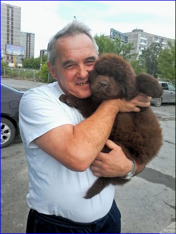 Фото: ньюфаундленд Браунблад МСК Бреннан Лоис