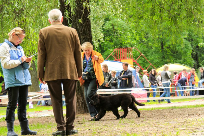 Фото: ньюфаундленд Парки из Антаграда (Parki is Antagrada)