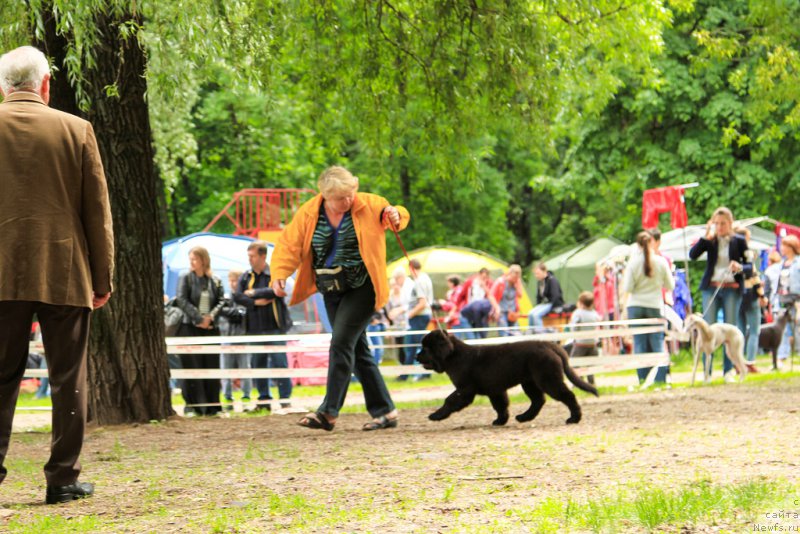 Фото: ньюфаундленд Парки из Антаграда (Parki is Antagrada), Наталья Верина