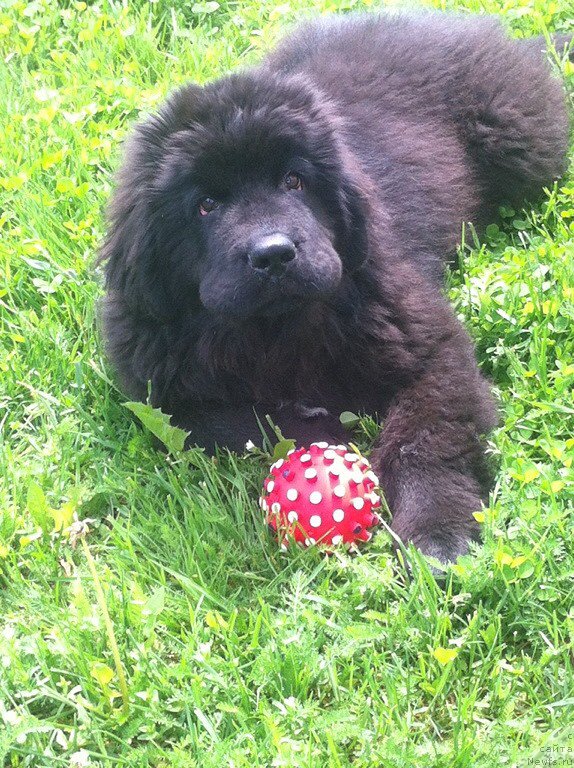 Фото: ньюфаундленд Перун из Антаграда (Perun is Antagrada)