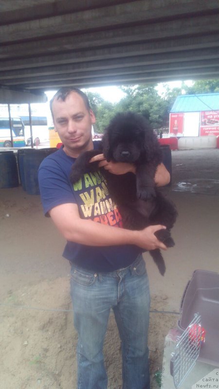 Фото: ньюфаундленд Браунблад МСК Вивитта Курце