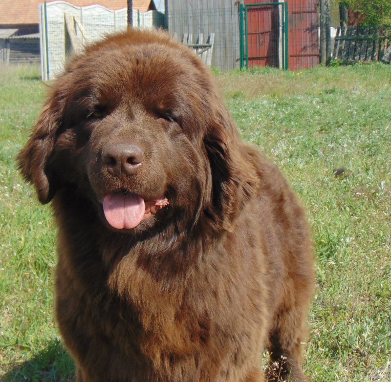 Фото: ньюфаундленд Big Sky Bear Kio Key