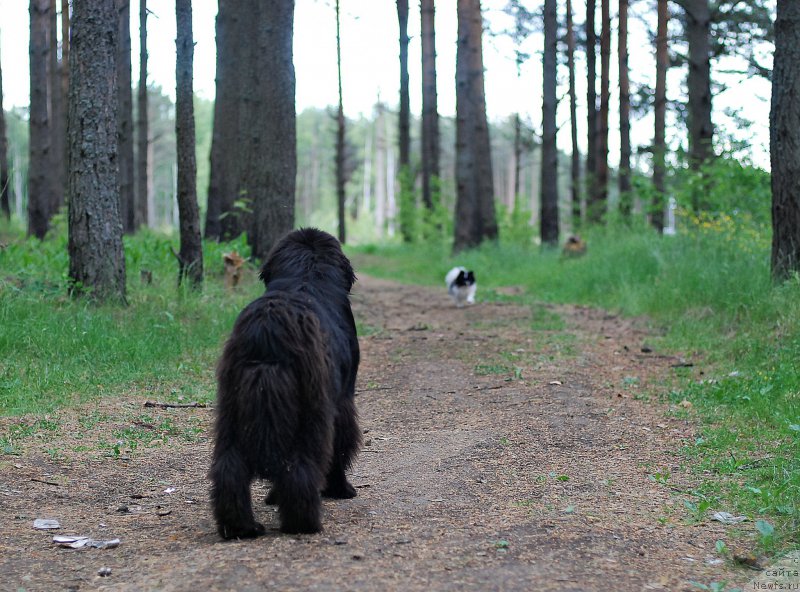 Фото: ньюфаундленд Флюфи Аваланч Волат