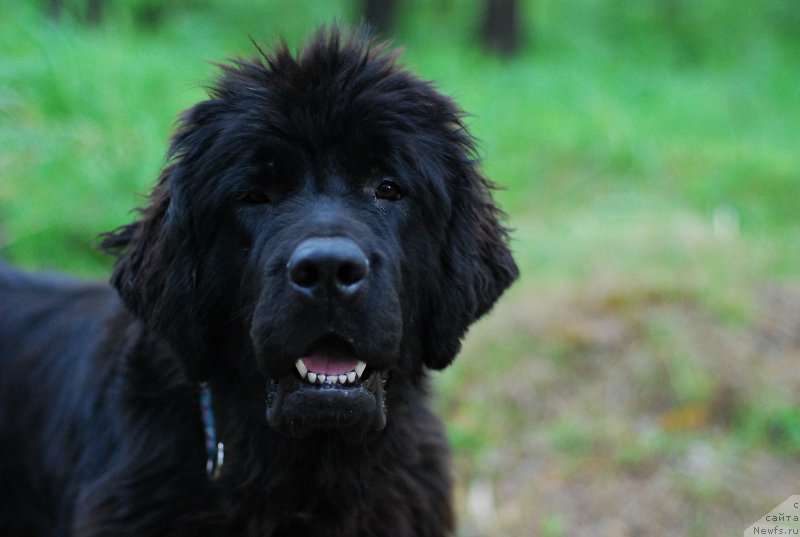 Фото: ньюфаундленд Монферран из Антаграда