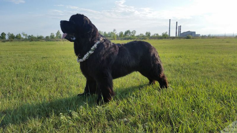 Фотография № 208690