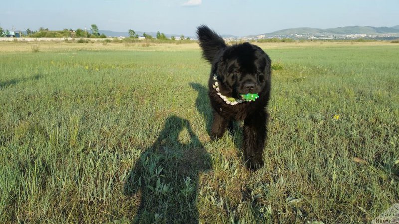 Фотография № 208692