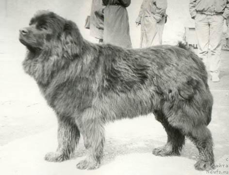 Фото: ньюфаундленд Фаэнца Жа Нори