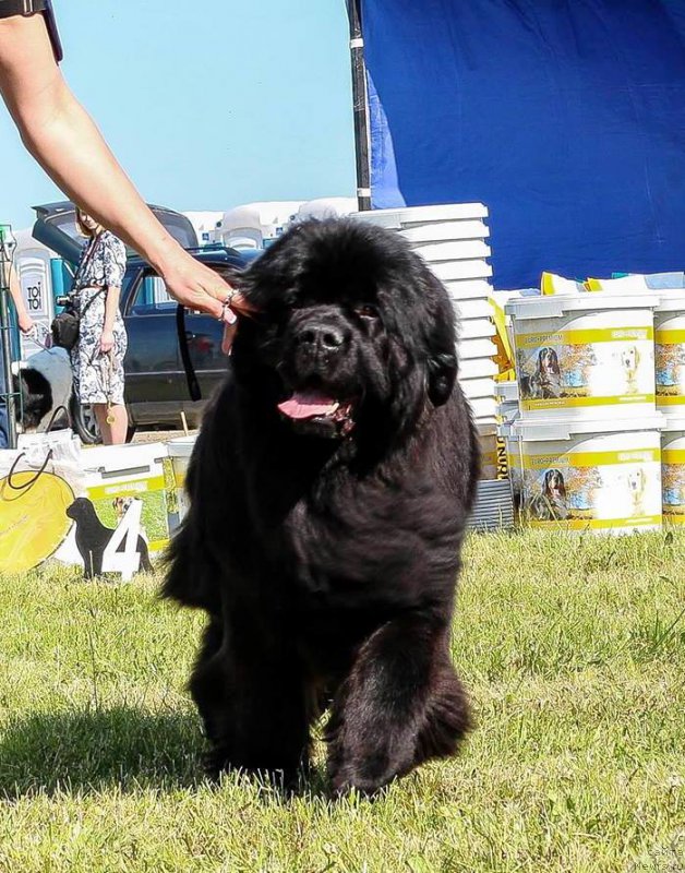 Фото: ньюфаундленд Rain Coast You Too, Наталья Дубовская