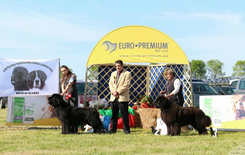 Фото: ньюфаундленд Rain Coast You Too, Наталья Дубовская