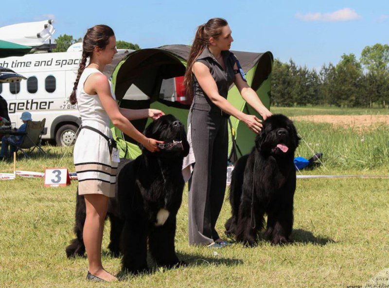 Фото: ньюфаундленд Rain Coast You Too, Наталья Дубовская