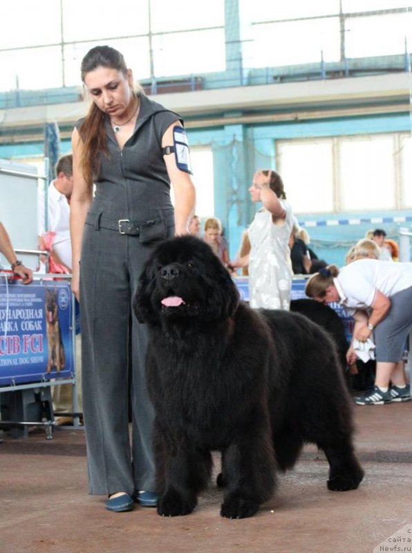 Фото: Наталья Дубовская, Виктор Хрищанович, ньюфаундленд Rain Coast You Too