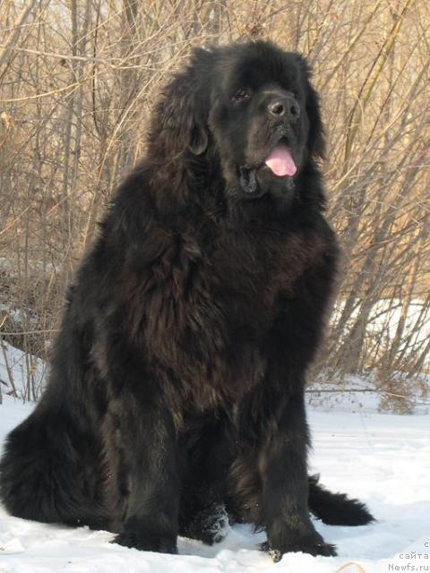 Фото: ньюфаундленд Акватория Келвин Зигмунд