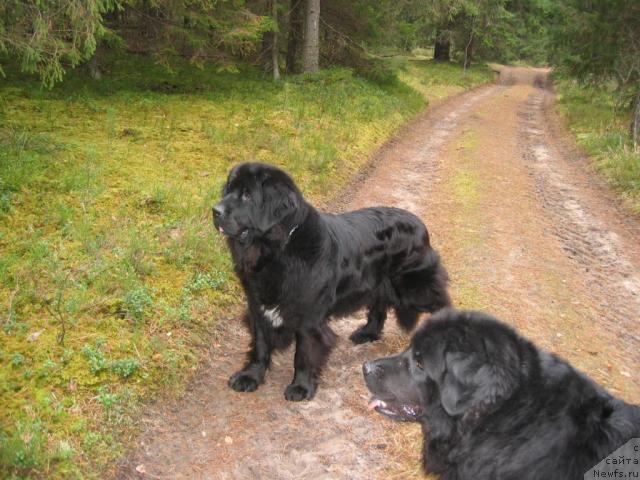 Фото: ньюфаундленд Butterfly from Giant's Island, ньюфаундленд Дана