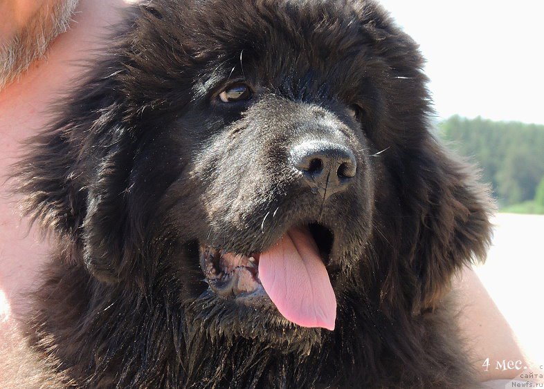 Фотография № 208739