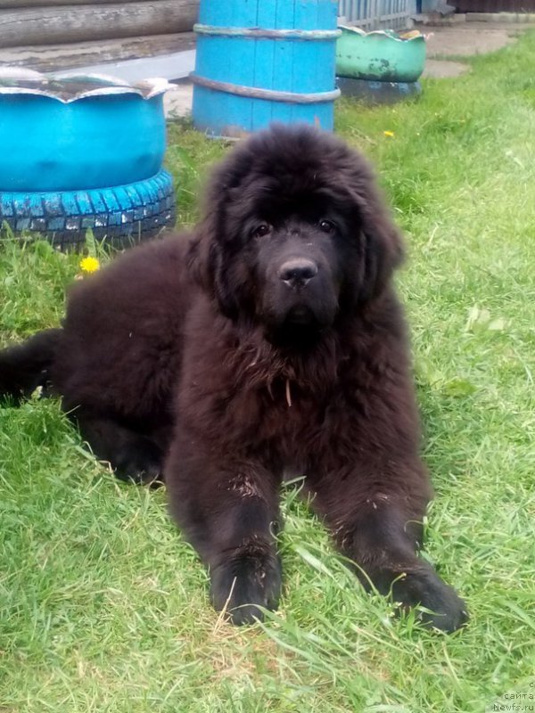 Фотография № 208745