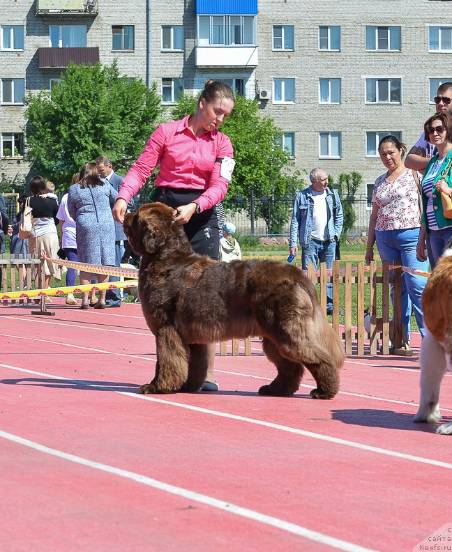 Фото: ньюфаундленд Плюшевая Панда Гиоргио Беуерлу Хиллс (Plushevaya Panda Giorgio Beuerlu Hills)