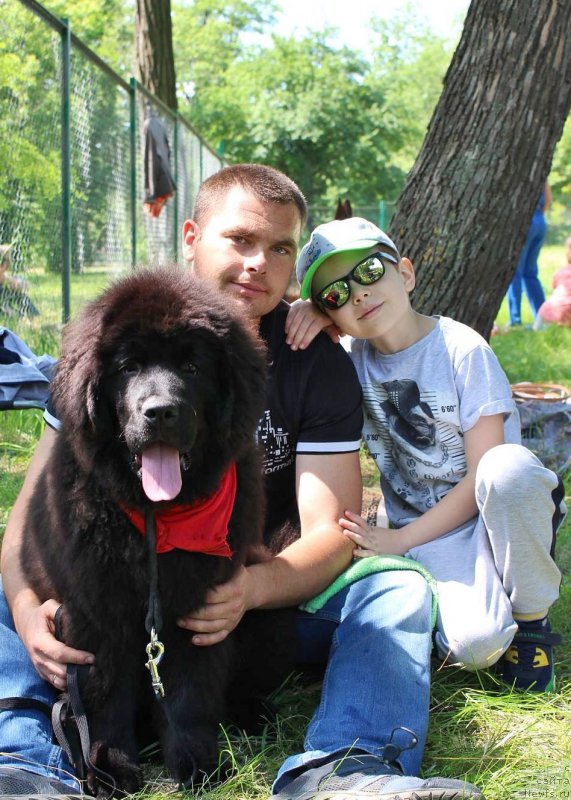 Фото: ньюфаундленд Зимняя Вишня с Берега Дона (Zimnyaya Vishnya s Berega Dona)