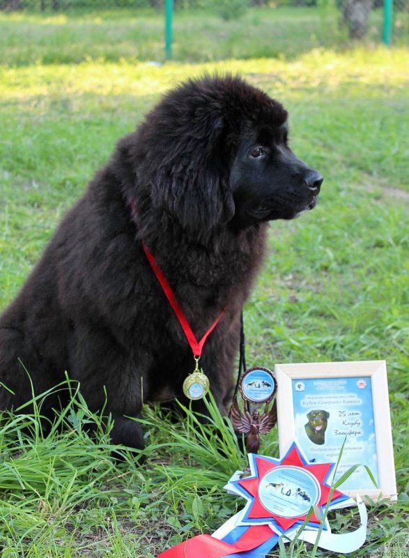 Фото: ньюфаундленд Зимняя Вишня с Берега Дона (Zimnyaya Vishnya s Berega Dona)