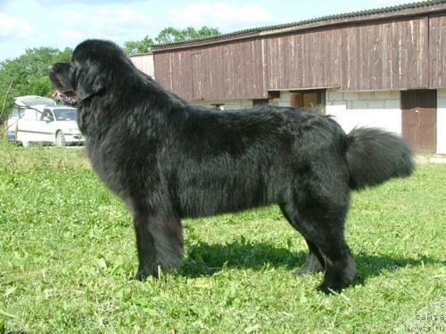 Фото: ньюфаундленд Айрам Пэйв Блэк (Airam Payv Black)